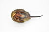 Horseshoe Crab Toy, Arthropods, Ocean, Museum Quality Rubber Figure, Model, Educational, Animal, Hand Painted, Figurines      6. 5"     CH102 BB88