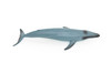 Blue Whale, Marine Mammal, Realistic Rubber Reproduction, Hand Painted Figurines    7"     CH156 B249