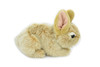 Rabbit, Very Nice Plush, Stuffed Animal, Educational, Toy, Kids, Realistic Figure, Lifelike Model, Replica, Gift,      11" 