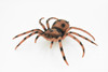 Spider, Goliath Birdeater, Tarantula, Arachnids, Hand Painted, Rubber Insect, Toy, Kids, Gift, Realistic Figure, Educational,  Model, Replica, Gift,      7"      F2086 B493