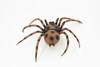 Spider, Goliath Birdeater, Tarantula, Arachnids, Hand Painted, Rubber Insect, Toy, Kids, Gift, Realistic Figure, Educational,  Model, Replica, Gift,      7"      F2086 B493