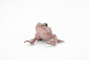 Western Spotted Frog, Hard Rubber, Amphibian, Realistic Figure, Model, Replica, Toy, Kids, Educational, Gift,     2 1/2"     F4407 B9
