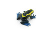 Frog, Yellow and Blue Poison Dart Frog, Plastic Toy, Realistic, Rainforest, Figure, Model, Replica, Kids, Educational, Gift,    1 3/4"     F447 8B213