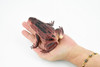 Frog, Red Toad Plastic Toy Realistic Rainforest Figure Model Replica Kids Educational Gift 4" F6082 B380
