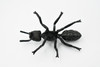 Garden ant, Common Black Ant, Very Nice Design, Educational, Hand Painted, Realistic Rubber Insect, Toy Figure, Diorama Model, Kids, 3 1/2 Inches.