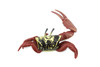 Crab, Fiddler Crab, Rubber Crustacean, Museum Quality, Hand Painted, Realistic Toy Figure, Diorama Model, Replica, Kids, Educational,  4 Inches.  