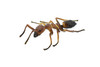 Red Fire Ant, Ginger ant, Very Nice Design, Educational, Hand Painted, Realistic Rubber Insect, Toy Figure, Diorama Model, Kids,  4 Inches. 
