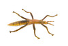 Stick Insect, Phasmatodea, Rubber Insect, Hand Painted, Realistic Toy Figure, Model, Replica, Kids, Educational, Gift,     4 1/2"    CH458 BB114