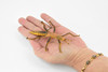 Stick Insect, Phasmatodea, Rubber Insect, Hand Painted, Realistic Toy Figure, Model, Replica, Kids, Educational, Gift,     4 1/2"    CH458 BB114