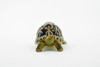 Tortoise, Indian Star Tortoise, Testudinidae, Hand Painted, Realistic Toy Figure, Model, Replica, Kids, Educational, Gift,       2"     CH462 BB114