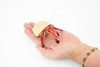 Crab, Hermit Crab, Museum Quality, Hand Painted, Rubber Crustaceans, Realistic Toy Figure, Model, Replica, Kids, Educational, Gift,       4 1/2"    CH191 BB116