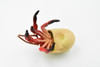 Crab, Hermit Crab, Museum Quality, Hand Painted, Rubber Crustaceans, Realistic Toy Figure, Model, Replica, Kids, Educational, Gift,       4 1/2"    CH191 BB116