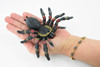 Tarantula Spider, Red Knee, Arachnida, Museum Quality, Educational, Hand Painted, Rubber Insect, Diorama Model, Realistic, Kids, Toys,  5 Inches. 