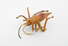 Cricket, Gryllidae, Museum Quality, Rubber Insect, Hand Painted, Realistic Toy Figure, Diorama Model, Kids, Educational,  3 1/2 Inches. 