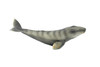 Gray Whale, Grey Back, Marine Mammal, Museum Quality, Hand Painted, Educational, Rubber Animal, Realistic Toy Figure, Diorama Model, Kids, 7 Inches. 