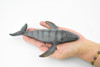 Gray Whale, Grey Back, Marine Mammal, Museum Quality, Hand Painted, Educational, Rubber Animal, Realistic, Diorama Model, Kids, 7 1/2 Inches. 