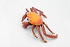 Crab, Sally Lightfoot Crab, Museum Quality, Hand Painted, Rubber Crustacean, Realistic Toy Figure, Model, Replica, Kids, Educational, Gift,     7"     CH290 BB127  