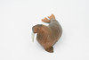 Walrus, Pinniped, Marine Mammal, Museum Quality, Educational, Hand Painted, Rubber, Realistic Toy Figure, Diorama Model, Replica, Kids,  5 Inches.