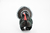 Turkey, Wild gobbler, Tom, Museum Quality, Educational, Hand Painted, Rubber Bird, Realistic Toy Figure, Diorama Model, Replica, Kids, 3 1/2 Inches. 