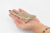 Black Tip Reef Shark, Museum Quality, Hand Painted,  Rubber Fish,  Educational, Diorama Model, Replica, Realistic Toy Figure, Kids,  6 Inches.