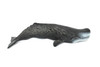 Whale, Sperm Whale, Cetacean, Marine Mammal, Museum Quality, Hand Painted, Rubber, Toy Figure, Model, Educational, Gift,       11"     CH349 BB135