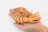 Ammonite, Living Fossil, Prehistoric Marine Animal, Museum Quality, Rubber, Hand Painted, Realistic Toy Figure, Diorama Model, Kids, Educational, 6 Inches 