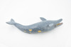 Whale, Grey Whale, Museum Quality, Hand Painted, Rubber Marine Mammal, Realistic Toy Figure, Model, Replica, Kids, Educational, Gift,      9" CH391 BB145