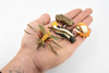 Mosquito Life Cycle, 4 Stages, Red, Educational, Museum Quality, Hand Painted, Rubber Insect, Figure, Model, Realistic, Kids, Toys,  3  Inches. 