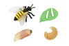 Bee Life Cycle, 4 Stages, Educational, Museum Quality, Hand Painted, Rubber Insect, Figure, Model, Realistic, Kids, Toys,  Gift,     2 1/2 Inches 