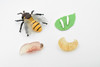 Bee Life Cycle, 4 Stages, Educational, Museum Quality, Hand Painted, Rubber Insect, Figure, Model, Realistic, Kids, Toys,  3  Inches. 
