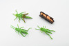 Grasshopper, Life Cycle of a  Locust, 4 Stages, Museum Quality, Rubber Insect, Hand Painted, Realistic Toy Figure, Diorama Model, Kids, Educational, 3 Inches.