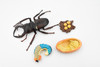 Beetle, Life Cycle of a Stag Beetle, 4 Stages, Museum Quality, Hand Painted, Rubber Insect, Figure, Model, Realistic, Educational, Gift,      5"    CH485 BB150