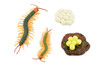 Life Cycle of a Centipede, Arthropods, 4 Stages, Museum Quality, Rubber, Hand Painted, Realistic Toy Figure, Diorama Model, Kids, Educational,  5 Inches.