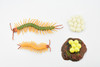 Life Cycle of a Centipede, Arthropods, 4 Stages, Museum Quality, Rubber, Hand Painted, Realistic Toy Figure, Diorama Model, Kids, Educational,  5 Inches.