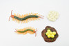 Life Cycle of a Centipede, Arthropods, 4 Stages, Museum Quality, Rubber, Hand Painted, Realistic Toy Figure, Diorama Model, Kids, Educational,  5 Inches.