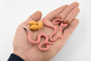 Worm, Life Cycle of a Earthworm, 3 Stages, Museum Quality, Hand Painted, Rubber Worm, Figure, Model, Realistic, Educational, Gift,       3"    CH490 BB150