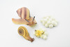 Life Cycle of a Land Snail, 4 Stages, Museum Quality, Educational, Hand Painted, Rubber Gastropod,  Diorama Model, Realistic, Kids, Toys,  3 1/2 Inches.