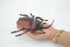 Beetle, Rhinoceros, Horned Stag Beetle, Dynastinae, Rubber Insect, Educational, Toy, Kids, Realistic Figure, Lifelike Model, Figurine, Replica, Gift,     7"     ABC06 B262