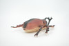 Beetle, Rhinoceros, Horned Stag Beetle, Dynastinae, Rubber Insect, Educational, Toy, Kids, Realistic Figure, Lifelike Model, Figurine, Replica, Gift,     7"     ABC06 B262