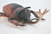 Beetle, Rhinoceros, Horned Stag Beetle, Dynastinae, Rubber Insect, Educational, Toy, Kids, Realistic Figure, Lifelike Model, Figurine, Replica, Gift,     7"     ABC06 B262