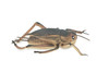 Cricket, True Crickets, Rubber Insect, Educational, Toy, Kids, Realistic Figure, Lifelike Model, Figurine, Replica, Gift,      8"     ABC07 B262