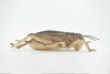 Cricket, True Crickets, Rubber Insect, Educational, Toy, Kids, Realistic Figure, Lifelike Model, Figurine, Replica, Gift,      8"     ABC07 B262