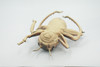 Cricket, True Crickets, Rubber Insect, Educational, Toy, Kids, Realistic Figure, Lifelike Model, Figurine, Replica, Gift,      8"     ABC07 B262