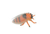 Cicada, Cicadas, Cicadoidea, Solid Rubber Insect, Educational, Toy, Kids, Realistic Figure, Lifelike Model, Figurine, Replica, Gift,