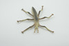 Stick insects, Stick-bugs, Walking Sticks, Museum Quality, Educational, Hand Painted, Rubber Insect, Realistic Toy Figure, Model, Replica, Kids, Gift,   4 Inches. 