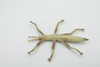 Stick insects, Stick-bugs, Walking Sticks, Museum Quality, Educational, Hand Painted, Rubber Insect, Realistic Toy Figure, Model, Replica, Kids, Gift,   4 Inches. 