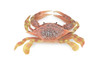 Crab, Swimming, Spotted, Museum Quality, Hand Painted, Rubber Crustacean, Realistic Figure, Model, Replica, Toy, Kids, Educational, Gift,      9"   CH500 BB155 