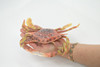 Crab, Swimming, Spotted, Museum Quality, Hand Painted, Rubber Crustacean, Realistic Figure, Model, Replica, Toy, Kids, Educational, Gift,      9"   CH500 BB155 
