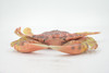 Crab, Swimming, Spotted, Museum Quality, Hand Painted, Rubber Crustacean, Realistic Figure, Model, Replica, Toy, Kids, Educational, Gift,      9"   CH500 BB155 