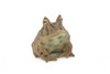Frog, Horned Frog, Leptodactylidae, Museum Quality, Hand Painted, Rubber, Realistic Figure, Model, Replica, Toy, Kids, Educational, Gift,    2 1/2"   CH542 BB159